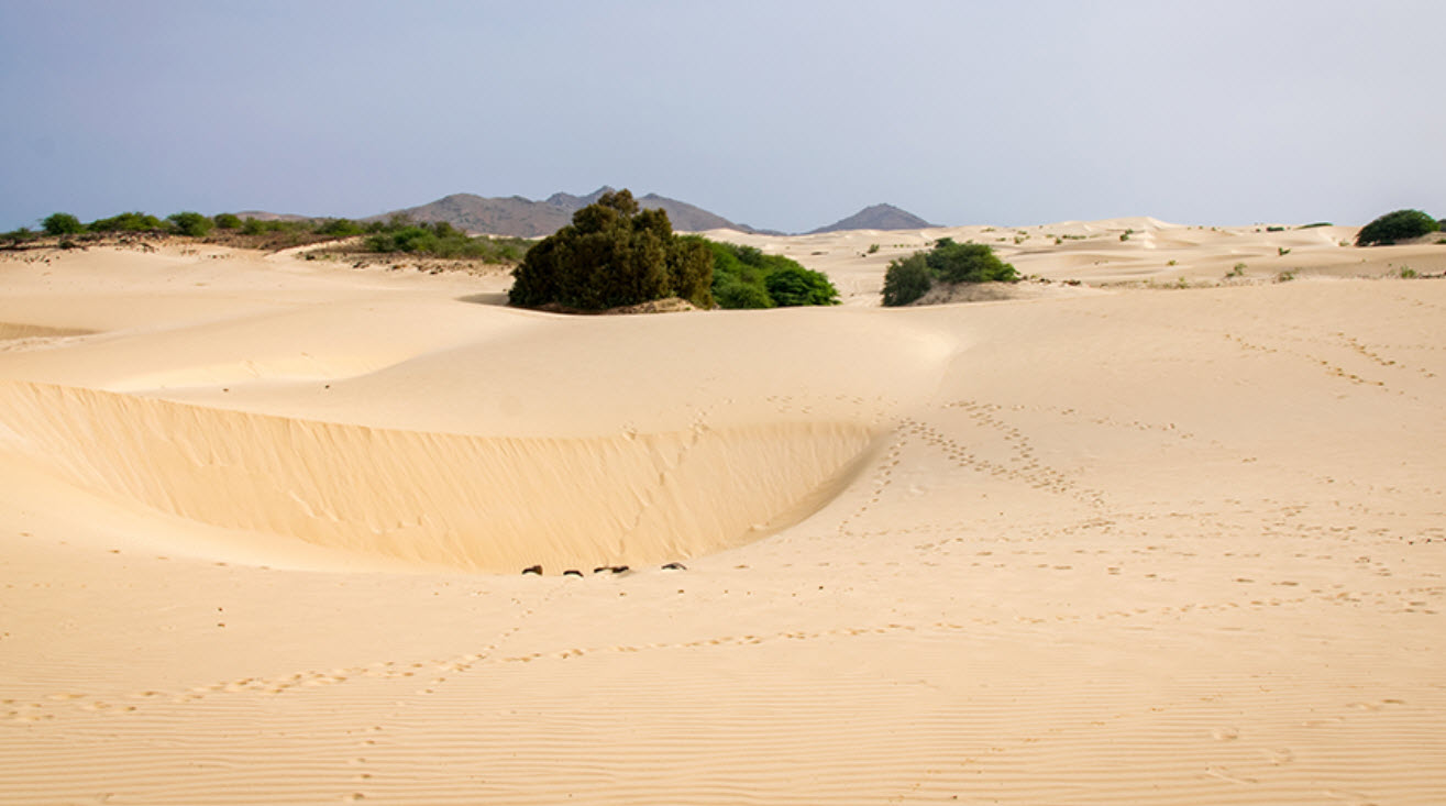 Viana Desert